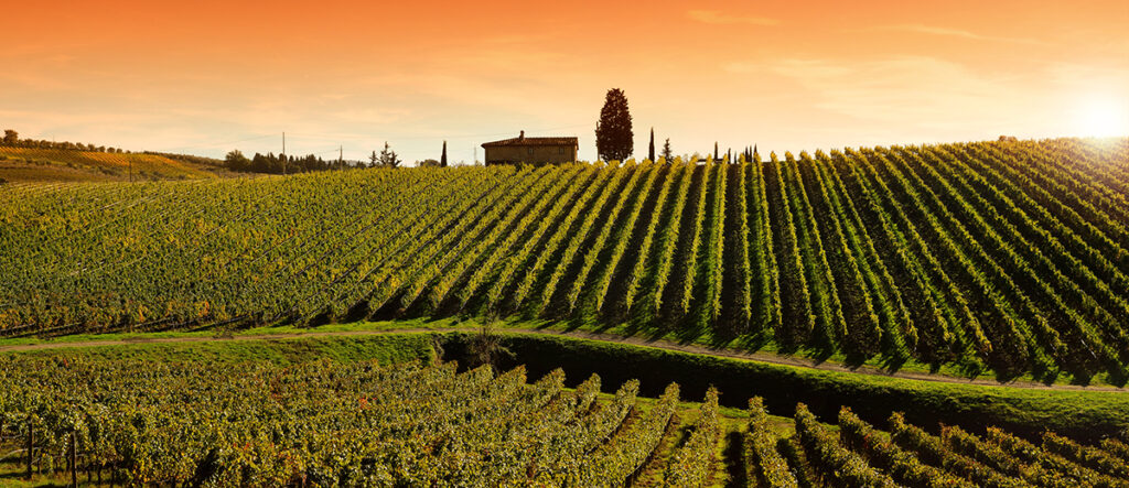Vue panoramique des vignobles de Bordeaux, symbolisant l’héritage viticole et son lien avec le design graphique.